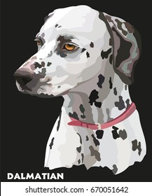 Colored portrait of dalmatian vector Illustration on black background