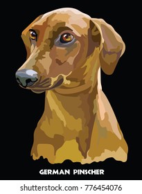Colored portrait of German Pinscher isolated vector illustration on black background