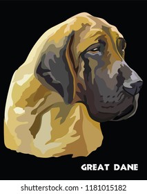 Colored portrait of Great Dane isolated vector illustration on black background