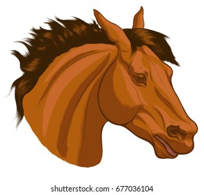 Colored portrait of horse. Head of red stallion with mane fluttering on wind. Vector hand drawn clip art isolated on a white background. Realistic design element for equestrian club.