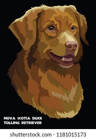 Colored portrait of Nova Scotia Duck Tolling Retriever isolated vector illustration on black background