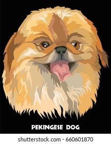 Colored portrait of Pekingese dog vector Illustration on black background