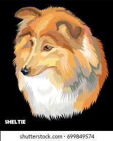 Colored portrait of Sheltie (Shetland sheepdog) isolated vector illustration on black background