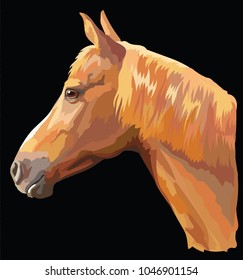 Colored portrait of sorrel horse. Horse head with long mane in profile isolated vector illustration on black background