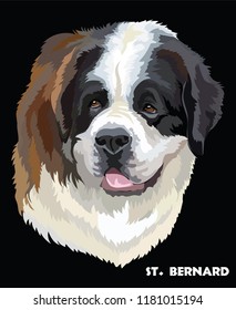 Colored portrait of St. Bernard isolated vector illustration on black background