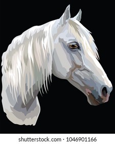 Colored portrait of white Orlov Trotter horse. Horse head with long mane in profile isolated vector illustration on black background