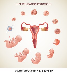 Colored poster with scheme of human fertilization process and embryo development in realistic style vector illustration