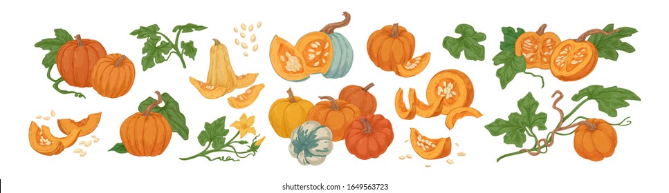 Colored pumpkin hand drawn set vector graphic illustration. Collection of colorful drawing autumn vegetable whole, slice and halves isolated on white background. Seasonal fresh plant bundle