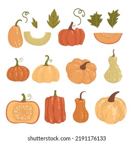Colored pumpkin hand drawn set vector graphic illustration. Collection of colorful drawing autumn vegetable whole, slice and halves isolated on white background. Seasonal fresh plant bundle.