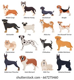 Colored purebred dogs icon set with welsh corgi Siberian husky Rottweiler Dalmatian akita inu breeds vector illustration