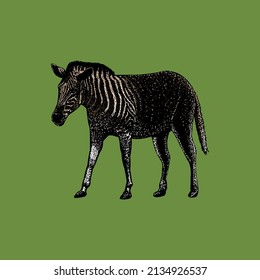 colored quagga hand drawing. object isolated on green background. easy editable.