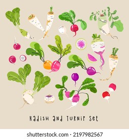 Colored Radish and turnip vector set. Healthy farm food. Radish, Daikon, Turnip, Celery different sort. Summer autumn harvest. Flat vector illustration isolated on beige background