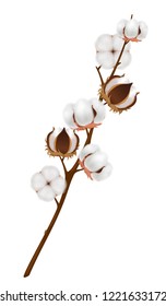 Colored and realistic cotton flower branch composition with ripened harvest on brown branch vector illustration