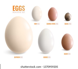 Colored realistic eggs icon set with eggs of ostrich hen goose duck guinea fowl quail vector illustration