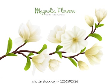 Colored realistic white magnolia flower composition with green calligraphy description vector illustration