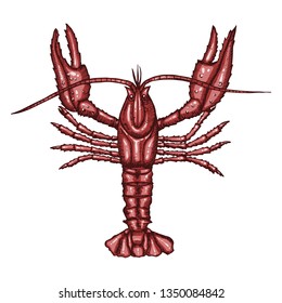 Colored red cooked crayfish isolated on white background. Hand drawn sketch in vintage engraving style. Vector illustration of Arthropod. Water Zodiac Sign. Tattoo of a crustacean