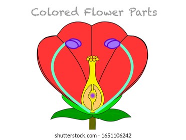 Colored red flower parts diagram. Rose, anemone, Amaryllis, Peonies, Poppies infographic anatomy. Colorful isolated Red petal, Blue filament Green sepal Yellow style purple anther, orange ovule Vector