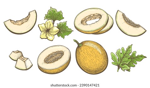 Ilustración de grabado de melón maduro de color. Dibujo vectorial vintage de cantaloupe de Honeydew aislado, melones redondos dulces mitad tajada de hojas de flores mano elementos de cierre