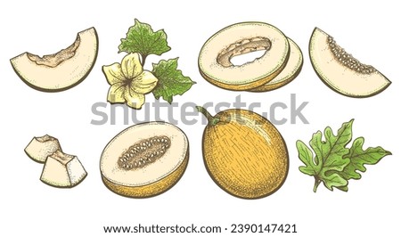 Colored ripe melon engraving illustration. Honeydew cantaloupe vintage vector drawing isolated, sweet round melons whole half slice flower leaves hand drawn closeup elements