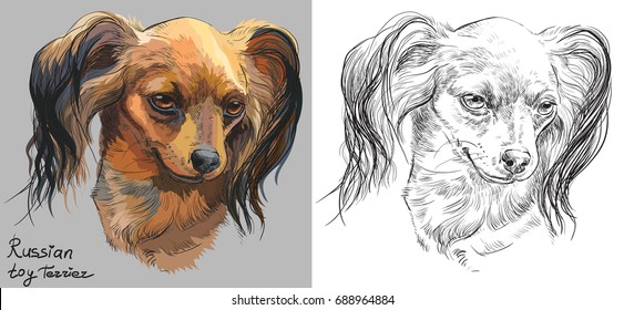 Colored Russian long-haired toy Terrier portrait on grey background and and black color on white background vector hand drawing illustration