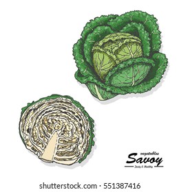 Colored savoy in sketch style. Vector illustration for your design