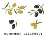 Colored set of black and green olives, branch olives. Vector illustration.