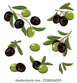 Colored set of black and green olives, branch olives. Vector illustration for deisgn, patterns, wreaths, web, olive oil logo.Olive twigs with leaves. Best for olive oil products, farm market products 