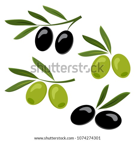 Colored set of black and green olives, branch olives. Vector illustration