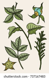 Colored set of plants painted by hand, a branch of spruce or tuja, leafy branches and flowers