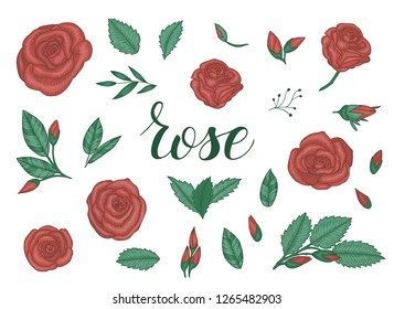 Colored set of roses. Engraving style floral pack. Graphic line drawing collection. Hand drawn illustration