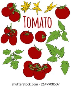 Un conjunto de tomates de colores con hojas y flores. Gráficos vectoriales.