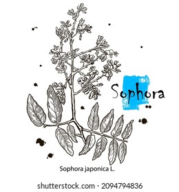 Colored Shrubby Sophora in Hand Drawn Style. Vector Illustration of Medicinal Plant