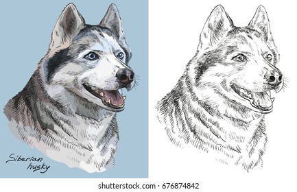 Colored siberian husky portrait on blue background and and black color on white background vector hand drawing illustration