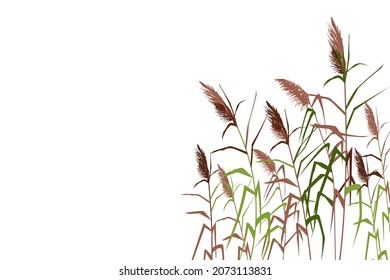 Colored silhouette of reeds, sedge,  cane, bulrush, or grass on a white background.Vector illustration.