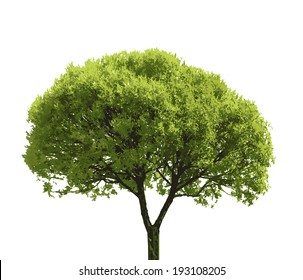 Colored Silhouette Tree  Isolated on White Backgorund. Vector Illustration.