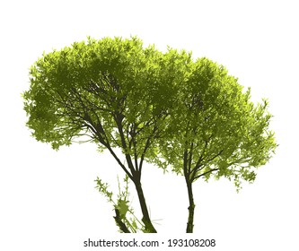 Colored Silhouette Tree  Isolated on White Backgorund. Vecrtor Illustration.