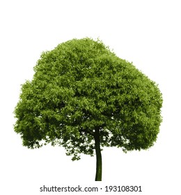 Colored Silhouette Tree  Isolated on White Backgorund. Vecrtor Illustration.
