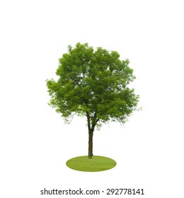 Colored Silhouette Tree Isolated on White Backgorund. Vecrtor Illustration. EPS10