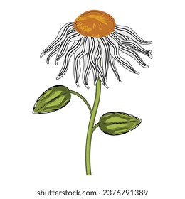 Colored sketch of a daisy flower spring season Vector illustration