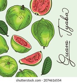 
Esbozo de color de una guayaba. Dibujo manual de guayaba, fruta fresca y hojas. Ilustración de color.