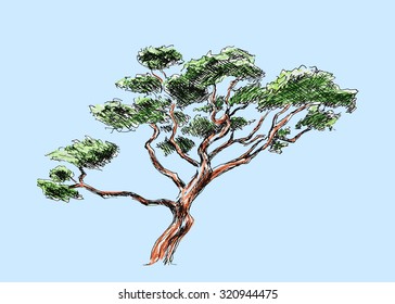 colored sketch of japan tree