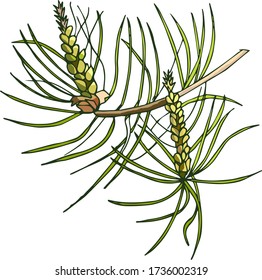 Colored sketch of pine branch on a white background