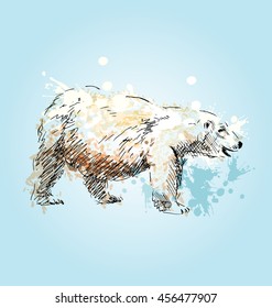 Colored sketch of a polar bear. Vector illustration