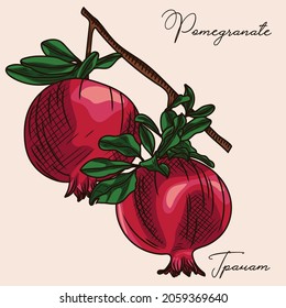
Colored sketch of pomegranates on a branch. Illustration of pomegranate, fruits and leaves.