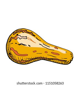 Colored sketch of pumpkin isolated on white background. Hand drawn vector illustration of a sketch style. Retro style.