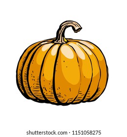 Colored sketch of pumpkin isolated on white background. Hand drawn vector illustration of a sketch style. Retro style.