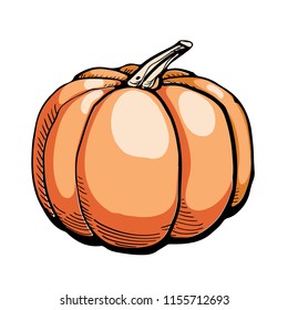 Colored sketch of pumpkin isolated on white background. Hand drawn vector illustration of a sketch style. Retro style.