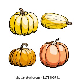Colored sketch of pumpkin isolated on white background. Hand drawn vector illustration of a sketch style. Retro style.