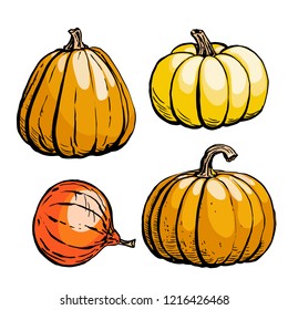 Colored sketch of pumpkin isolated on white background. Hand drawn vector illustration of a sketch style. Retro style.