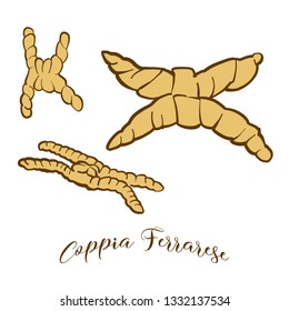 Colored sketches of Coppia Ferrarese bread. Vector drawing of Sourdough food, usually known in Italy. Colored Bread illustration series.